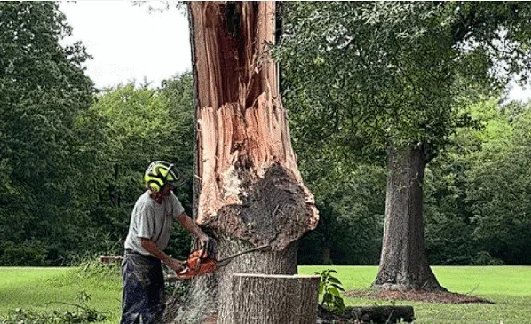 Demystifying Tree Removal Costs