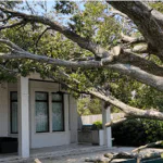 Emergency Tree Removal