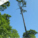 Top-notch Tree Trimming and Pruning Services