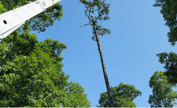 Top-notch Tree Trimming and Pruning Services