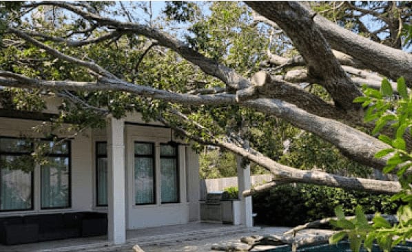 Emergency Tree Removal